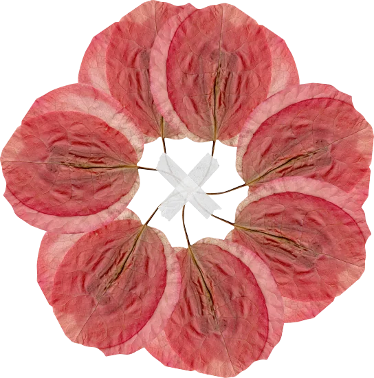 Mandala de flores